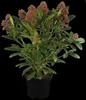 Skimmia japonica 'Rubella', Japanische Skimmie, rot, 30–40 Produktbild-Vorschau 14