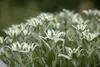 A close-up view of several white and green Edelweiss flowers with fuzzy gray stems and leaves. Produktbild-Vorschau