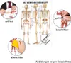 Das menschliche Skelett Lehrtafel Anatomie 100x70 cm Produktbild-Vorschau 3