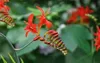 6 x Crocosmia hybr. 'Lucifer' - Krokosmia - doniczka 9 x 9 Podgląd zdjęcia produktu 2