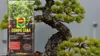 Bonsai Erde Ficus - 5l - Hochwertig - Nährstoffreich - Produktbild-Vorschau 5