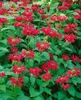 Monarda fistulosa 'Gardenview Scarlet', Indianernessel, Produktbild-Vorschau 4