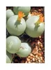 10x Conophytum calculus Zwergsukkulente Sukkulente Zimmer Produktbild-Vorschau 6
