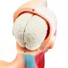 15 Teilig Menschliches Anatomie Modell, Produktbild-Vorschau 4