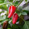 Chili Early Jalapeno Samen - Capsicum annuum - Chilisamen - Produktbild-Vorschau 5