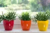 Three potted plants on a windowsill with a blurred outdoor background. Podgląd zdjęcia produktu