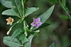 SAFLAX - Gojibeere - Lycium chinensis - 200 Semená Náhľad obrázku produktu 4