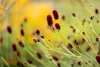 Großer Wiesenknopf, im Topf - Sanguisorba officinalis Produktbild-Vorschau 6