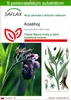 SAFLAX - kostihoj - Symphytum officinale - 15 Semená - S Náhľad obrázku produktu 1