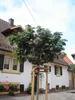 Seidenbaum / Schlafbaum -Hochstamm - Albizia julibrissin Produktbild-Vorschau 2