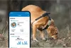 A dog wearing a GPS tracker is sniffing the ground in an outdoor setting, with a smartphone displaying its wellness data in the foreground. Anteprima dell’immagine prodotto