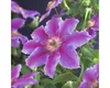 Plamének velkokvětý FloraSelf Clematis hybrid 'Dr. Ruppel' Náhled obrázku produktu 1