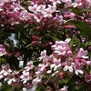 2 x  Kolkwitzie-Perlmutt-Strauch  - Kolkwitzia amabilis Produktbild-Vorschau 2