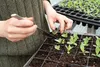 Saat-Erde 5 l - Hochwertig - Nährstoffreich - Für Garten Produktbild-Vorschau 7