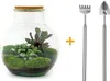 Urbanjngl Flaschengarten Teddy - 26.5 cm Produktbild-Vorschau 5
