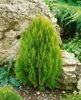 Thuja orientalis 'Aurea Nana', Lebensbaum, goldgelb, 30–40 Produktbild-Vorschau 6