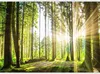 Vlies Fototapete - Forest Tales 200x140 cm Landschaften Produktbild-Vorschau 5