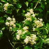 Clematis vitalba, Waldrebe, 40–60 cm, schnellwachsend Produktbild-Vorschau 8