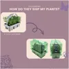 Plants by Frank | 48 Weißer Duft-Lavendel Pflanzen | Produktbild-Vorschau 6