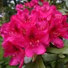 Rhododendron Hybr. 30-40 cm Alpenrose Frühlingsblüher Produktbild-Vorschau 2