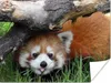 MuchoWow® Poster Roter Panda - Stamm - Gras 160x120 cm - Produktbild-Vorschau 1
