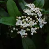 2 x  Viorne  - Viburnum tinus 'Gwenllian'  | 25-30 cm en Voir les images du produit 2