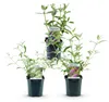 Schmetterlingsstrauch Buddleja davidii Tricolor 3er Set Produktbild-Vorschau 3