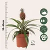 Ananaspflanze - Ananas comosus 'Mi Amigo' - Höhe 35-45cm - Produktbild-Vorschau 2