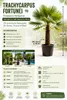 Chinese Hanfpalm (Trachycarpus fortunei): 160–220 cm, XXL Productafbeelding-voorbeeld 4