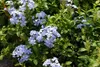 Plumbago (Plumbago auriculata) - 10 nasion Podgląd zdjęcia produktu 2