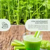 Selleriesamen (Tall Utah, 250 Korn) - Staudensellerie Produktbild-Vorschau 3