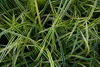 Stauden Gänge 1 x Carex morrowii 'Vanilla Ice' im 1 Liter Produktbild-Vorschau 3