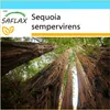 SAFLAX Darčeková sada - Pobrežná Sequoia - Sequoia Náhľad obrázku produktu 10