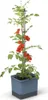 Gusta Garden TOM TOMATO Standard-Pflanzgefäß mit Produktbild-Vorschau 1