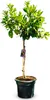 Sunny Tree - Orangenbaum - große 150 Zentimeter - Citrus Produktbild-Vorschau 1
