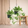Zelenec (Epipremnum aureum, Scindapsus) - izbová rastlina, Náhľad obrázku produktu 2