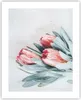 Poster - Poster ohne Rahmen - Blume Eukalyptus Australier - Produktbild-Vorschau 1