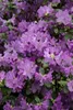 Rhododendron 'Praecox', frühblühend, lila, 30–40 cm Produktbild-Vorschau 6