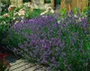 Lavendel Lavandula angustifolia 'Munstead' – 48 Pflanzen – Produktbild-Vorschau 8