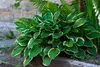 Stauden Gänge 1 x Hosta plantaginea 'So Sweet' im 1 Liter Produktbild-Vorschau 2