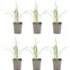 Bloomique - Zestaw 6 szt. - Hemerocallis Stella De Oro - Podgląd zdjęcia produktu 1