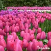 500 Tulpenzwiebeln – 5 farbenfrohe Sorten Produktbild-Vorschau 7