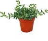 Concombre - Delosperma echinatum - pot de 12cm Voir les images du produit 1