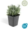 Sadzonki lawendy – Lavandula angustifolia 'Hidcote' – Podgląd zdjęcia produktu 2