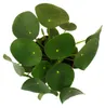 Pilea peperomioides - Glückstaler - Chinesischer Geldbaum - Produktbild-Vorschau 2