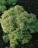 Pieris japonica 'Variegata', Japanische Lavendelheide, Produktbild-Vorschau 5