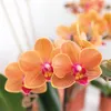 Kolibřík Phalaenopsis Orchid Mineral Bolzano, oranžová - Náhled obrázku produktu 2