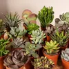 Smes sukulentu - 20 rostlin - Ø5,5cm - výška 7cm - Náhled obrázku produktu 3