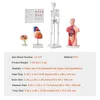 Anatomy models displayed on a white background with accompanying text information. Náhled obrázku produktu