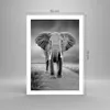 Poster - Poster ohne Rahmen - Elefant Wildnis Natur - 50x70 Produktbild-Vorschau 4